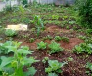 Recovering from the Fire: The Resilience of the GEH Family