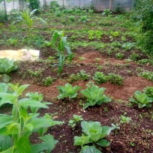 IMG_20231118_071858_364