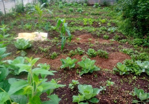 IMG_20231118_071858_364